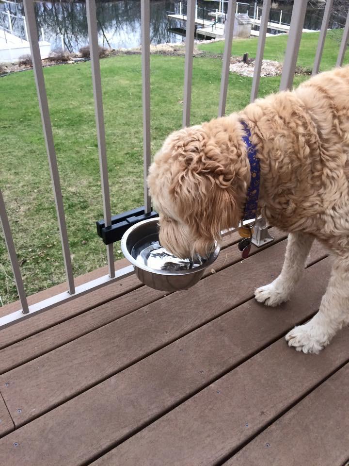 Single Adjustable Height Dog Bowl Kit